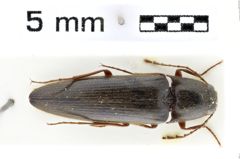 Foto (Dorsalansicht) von Megapenthes stigmosus (LeConte, 1853)